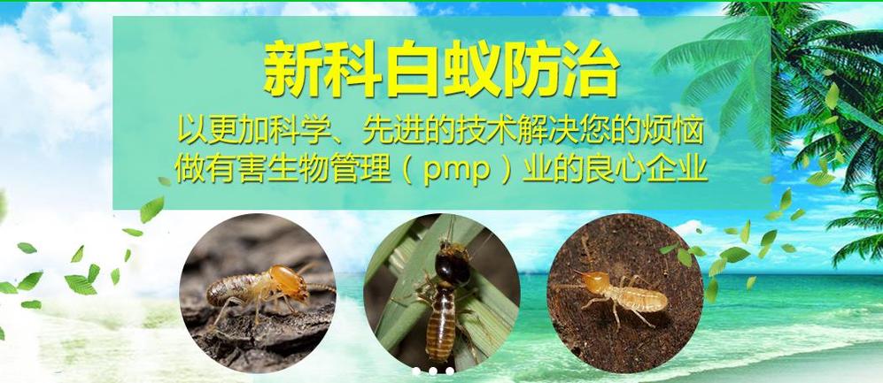 新科白蚁防治
